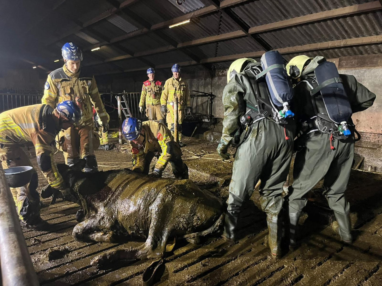 Ambt Delden – Koeien uit mestput gered door boer en brandweer
